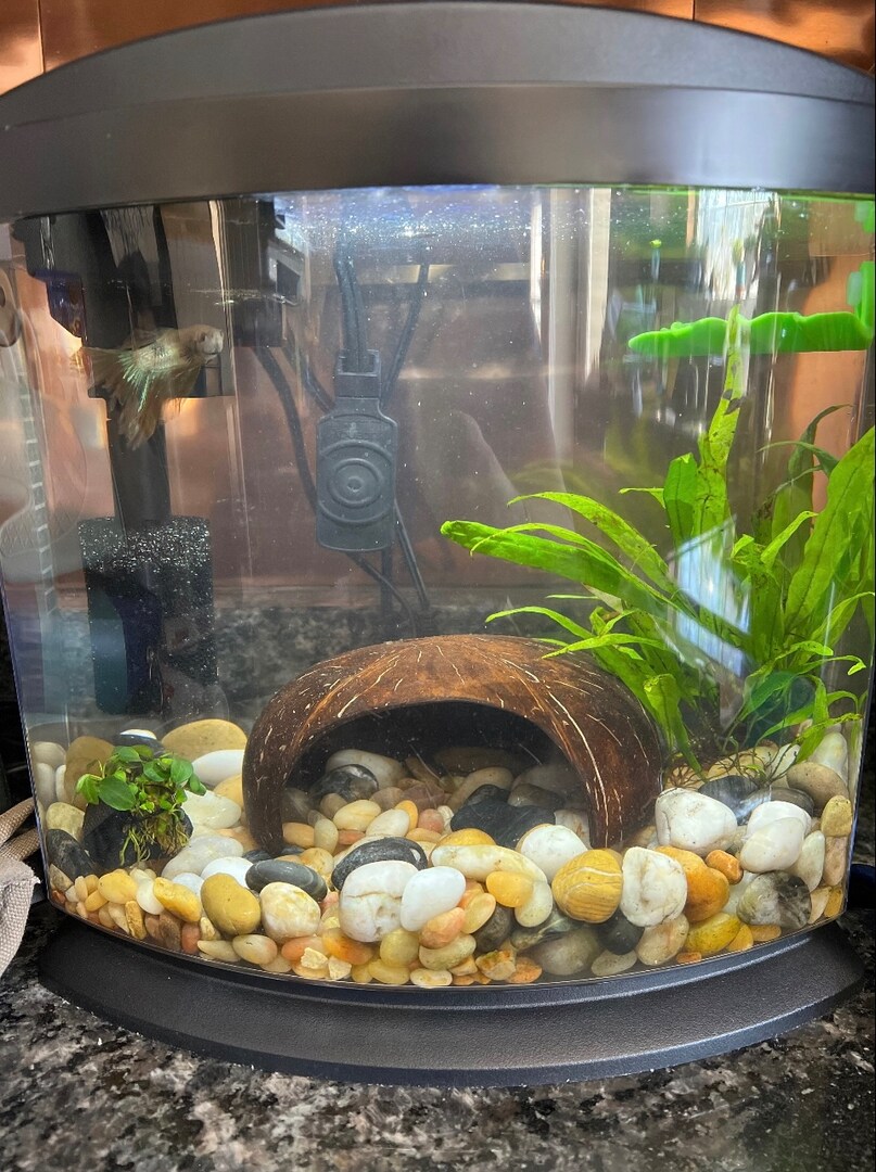 Fish Tank Accessories CTWPets Natural Betta Bulb Hide Betta Rest